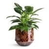 Philodendron Erubescens Green Princess -HousePlants Shop Philodendron erubescens Green Princess 12x25cm Noud Plant Pot Marrakesh 17x15cm
