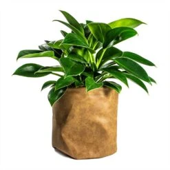 Philodendron Erubescens Green Princess -HousePlants Shop Philodendron erubescens Green Princess 12x25cm Plant Pot Juna Cognac 25x25cm
