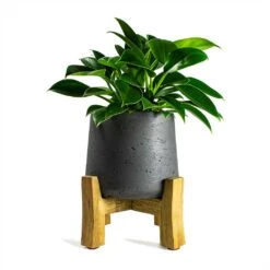 Patt Plant Pot - Low Stand - Black Washed -HousePlants Shop Philodendron erubescens Green Princess 12x25cm Plant Pot Patt Low Stand Black Washed 20x21cm ca37516c ba47 494b 92ba 194d5cd8bcc8