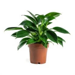 Philodendron Erubescens Green Princess -HousePlants Shop Philodendron erubescens GreenPrincess Houseplant 12x25cm