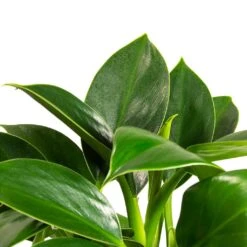 Philodendron Erubescens Green Princess -HousePlants Shop Philodendron erubescens GreenPrincess Houseplant Far Leaf 12x25cm