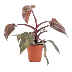Philodendron Erubescens Pink Princess -HousePlants Shop Philodendron erubescens Pink Princess 12x25cm 2
