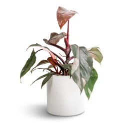 Puk Essentials Planter - Matt White -HousePlants Shop Philodendron erubescens Pink Princess 12x25cm Puk Essentials Planter Matt White 15x15cm fad5b674 5f6e 47b2 ae8a 068b643d5215