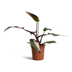 Philodendron Erubescens Pink Princess -HousePlants Shop Philodendron erubescens Pink Princess 17x50cm