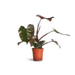 Philodendron Erubescens Pink Princess -HousePlants Shop Philodendron erubescens Pink Princess 17x50cm 2faec663 900d 499f 8d2b 6bd4e1e1b690