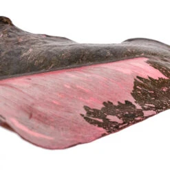 Philodendron Erubescens Pink Princess -HousePlants Shop Philodendron erubescens Pink Princess SWATCH 2