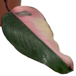 Philodendron Erubescens Pink Princess -HousePlants Shop Philodendron erubescens Pink Princess smallleaf