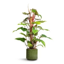 Philodendron Erubescens Red Emerald - Moss Pole