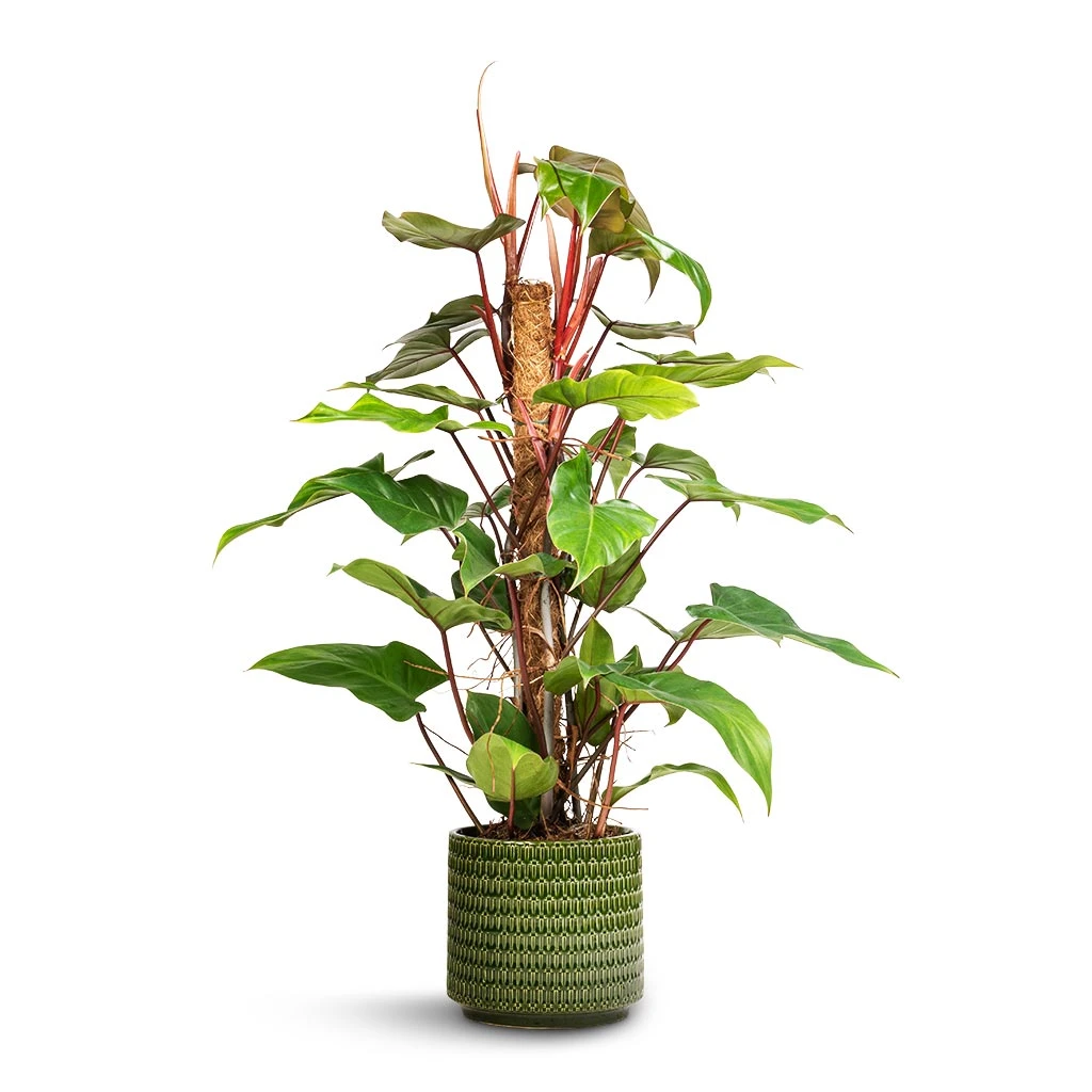 Philodendron Erubescens Red Emerald - Moss Pole 3 Philodendron Erubescens Red Emerald - Moss Pole