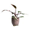 Philodendron Erubescens Pink Princess -HousePlants Shop Philodendron erubescens pink Princess Houseplant 17x50cm Plant Pot Kaat Old Pink 20x20cm