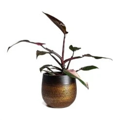 Mya Plant Pot - Shiny Mocha -HousePlants Shop Philodendron erubescens pink Princess Houseplant 17x50cm Plant Pot MYA Mocha 22x20cm 4b1412cc d9fe 49cd a989 a36d48b70164