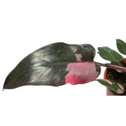 Philodendron Erubescens Pink Princess -HousePlants Shop Philodendron erubescens pink Princess large leaf