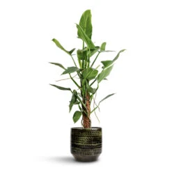 Philodendron Hastatum Silver Queen - Moss Pole -HousePlants Shop Philodendron hastatum Silver Queen Moss Pole 17x65cm Sanna Plant Pot Moss Green 25x23cm