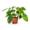 Philodendron Pedatum - Oak Leaf Philodendron -HousePlants Shop Philodendron pedatum Oak Leaf Philodendron 12x25cm