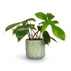 Philodendron Pedatum - Oak Leaf Philodendron -HousePlants Shop Philodendron pedatum Oak Leaf Philodendron 12x25cm Barcelona Plant Pot Jade Green Celadon 14x12cm