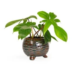 Dewi Plant Pot - Marrakesh -HousePlants Shop Philodendron pedatum Oak Leaf Philodendron 12x25cm Dewi Plant Pot Marrakesh 18x14cm 276365b0 880c 4158 9e59 828415d627ce