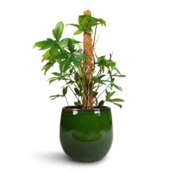 Philodendron Pedatum - Oak Leaf Philodendron - Moss Pole -HousePlants Shop Philodendron pedatum Oak Leaf Philodendron Moss Pole 21x100cm Charlotte Plant Pot Green 29x25cm