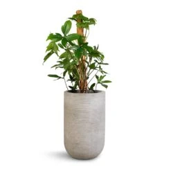 Philodendron Pedatum - Oak Leaf Philodendron - Moss Pole -HousePlants Shop Philodendron pedatum Oak Leaf Philodendron Moss Pole 21x100cm Cody Plant Vase Ridged Cement 28x45cm