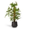 Philodendron Pedatum - Oak Leaf Philodendron - Moss Pole -HousePlants Shop Philodendron pedatum Oak Leaf Philodendron Moss Pole 21x100cm RaindropTubeRoundPlanter Anthracite 30x26cm