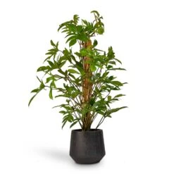 Raindrop Tube Round Planter - Anthracite -HousePlants Shop Philodendron pedatum Oak Leaf Philodendron Moss Pole 21x100cm RaindropTubeRoundPlanter Anthracite 30x26cm de92da5b c83d 4884 bf57 be27979a39fd