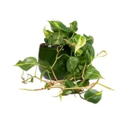 Charlotte Plant Pot - Green -HousePlants Shop Philodendron scandens Brasil Sweetheart Plant 15x40cm Charlotte Plant Pot Green 23x20cm d7a76e0b a1cb 4161 b7a3 b25e57f95817