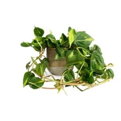 Philodendron Scandens Brasil - Sweetheart Plant -HousePlants Shop Philodendron scandens Brasil Sweetheart Plant 15x40cm Issa Plant Pot Ochre 18x17cm