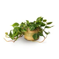 Philodendron Scandens Brasil - Sweetheart Plant -HousePlants Shop Philodendron scandens Brasil Sweetheart Plant 15x40cm Jane Plant Baskets Set5 Jungle 3c512b2f 021b 446b be25 b4f07e34175a