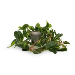 Philodendron Scandens Brasil - Sweetheart Plant -HousePlants Shop Philodendron scandens Brasil Sweetheart Plant 15x40cm Tarra Plant Pot Forest 19x16cm