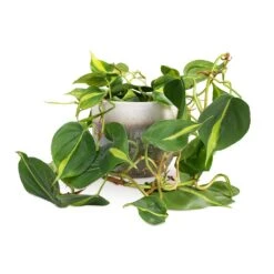 Tarra Plant Pot - Forest -HousePlants Shop Philodendron scandens Brasil Sweetheart Plant 15x40cm Tarra Plant Pot Forest 19x16cm 59e426ac f1ea 44f0 903a 73e6753f4e76