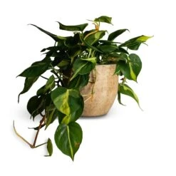 Philodendron Scandens Brasil - Sweetheart Plant -HousePlants Shop Philodendron scandens Brasil Sweetheart Plant 17x30cm Emmy Plant Pot Camel 22x20cm 110b25b9 292b 4fc9 bf78 9bf71d2135ee