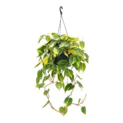 Philodendron Scandens Brasil - Sweetheart Plant -HousePlants Shop Philodendron scandens Brasil Sweetheart Plant 28cm