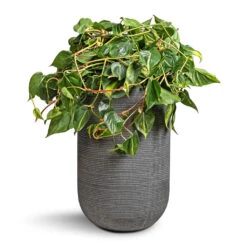 Philodendron Scandens Brasil - Sweetheart Plant -HousePlants Shop Philodendron scandens Brasil Sweetheart Plant 28x50cm Cody Plant Vase Ridged Dark Grey 35x55cm c342e66f b220 4bf0 837e 443b40b649fc