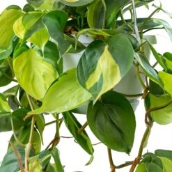 Philodendron Scandens Brasil - Sweetheart Plant -HousePlants Shop Philodendron scandens Brasil Sweetheart Plant Leaves