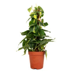 Philodendron Scandens Brasil - Sweetheart Plant - Moss Pole -HousePlants Shop Philodendron scandens Brasil Sweetheart Plant Moss Pole 15cm