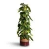 Philodendron Scandens Brasil - Sweetheart Plant - Moss Pole -HousePlants Shop Philodendron scandens Brasil Sweetheart Plant Moss Pole 17x80cm Didi Plant Pot Rustic Red Dip 20x18cm 2