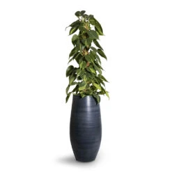 Philodendron Scandens Brasil - Sweetheart Plant - Moss Pole -HousePlants Shop Philodendron scandens Brasil Sweetheart Plant Moss Pole 17x80cm Esra Tall Plant Vase Graphite 27x50cm 2