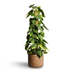 Philodendron Scandens Brasil - Sweetheart Plant - Moss Pole -HousePlants Shop Philodendron scandens Brasil Sweetheart Plant Moss Pole 17x80cm Jordy Plant Pot Pebble 23x21cm 2