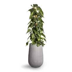 Philodendron Scandens Brasil - Sweetheart Plant - Moss Pole -HousePlants Shop Philodendron scandens Brasil Sweetheart Plant Moss Pole 17x80cm Patt High Plant Vase Ridged Cement 29x43cm 2