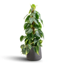 Philodendron Scandens Brasil - Sweetheart Plant - Moss Pole -HousePlants Shop Philodendron scandens Brasil Sweetheart Plant Moss Pole 17x80cm Patt Plant Pot Black Washed 23x20cm