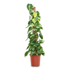 Philodendron Scandens Brasil - Sweetheart Plant - Moss Pole -HousePlants Shop Philodendron scandens Brasil Sweetheart Plant Moss Pole 24cm