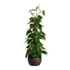 Philodendron Scandens Brasil - Sweetheart Plant - Moss Pole -HousePlants Shop Philodendron scandens Brasil Sweetheart Plant Moss Pole Lindy Plant Pot Black Green