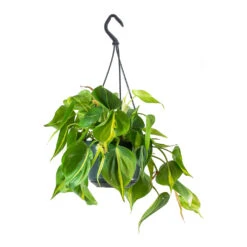 Philodendron Scandens Brasil - Sweetheart Plant -HousePlants Shop Philodendron scandens Brasil Sweetheart Plant Small