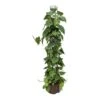 Philodendron Scandens - Column - HydroCare -HousePlants Shop Philodendron scandens Column Hydroculture Indoor Plant