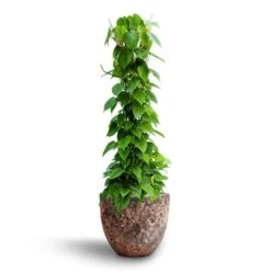 Philodendron Scandens - Column - HydroCare -HousePlants Shop Philodendron scandens Column Hydroculture Lava Couple Relic Planter Pink