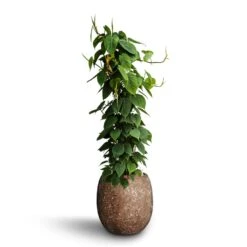Philodendron Scandens - Column - HydroCare -HousePlants Shop Philodendron scandens Column Hydroculture Polystone Coated Plain Balloon Planter Rock