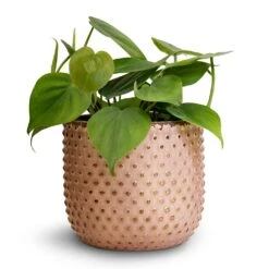 Philodendron Scandens - Sweetheart Plant -HousePlants Shop Philodendron scandens Sweetheart Plant 12x20cm Bolino Plant Pot Pale Rose 14x13cm 3