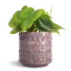 Philodendron Scandens - Sweetheart Plant -HousePlants Shop Philodendron scandens Sweetheart Plant 12x20cm Stian Plant Pot Lavender Candy 13x12cm