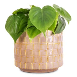 Philodendron Scandens - Sweetheart Plant -HousePlants Shop Philodendron scandens Sweetheart Plant 12x20cm Stian Plant Pot Soft Nougat 16x15cm