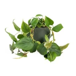 Philodendron Scandens - Sweetheart Plant -HousePlants Shop Philodendron scandens Sweetheart Plant 15x30cm Coral Refined Planter Pine Green 18x15cm