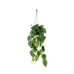 Philodendron Scandens - Sweetheart Plant -HousePlants Shop Philodendron scandens Sweetheart Plant 17x30cm